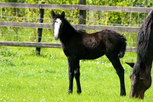 Connemara foal in Ireland